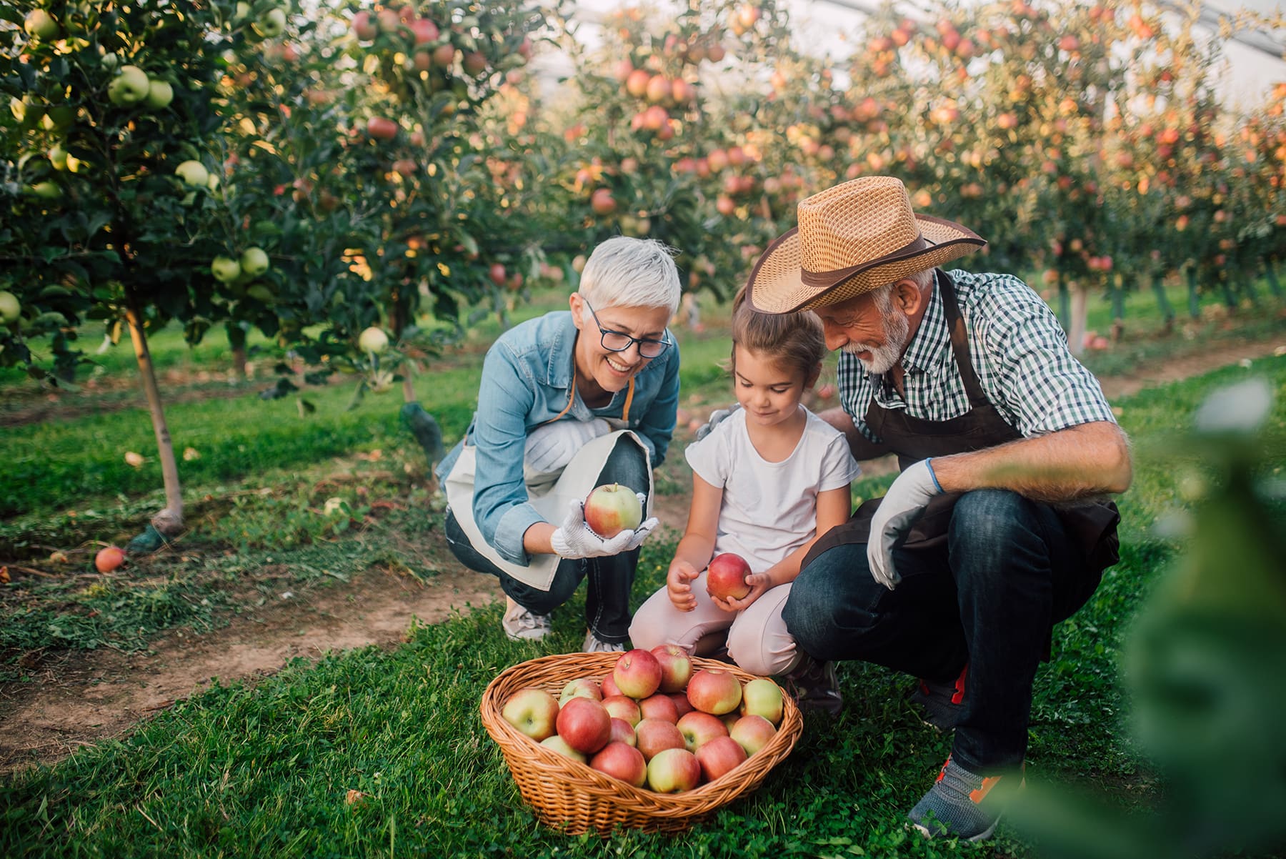 senior grandparents at an apple orchard with their young granddaughter, looking at a basket of red apples